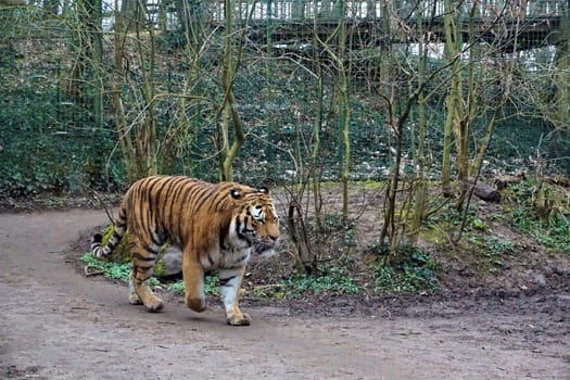 Siberian tiger walking through forest in the zoo