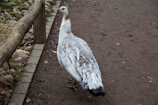 Young white peacock on a path in the zoo