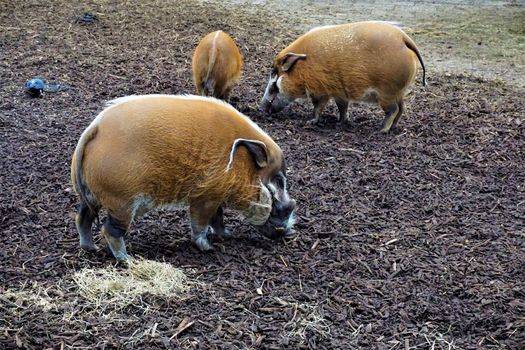 Group of red river hogs in the zoo of Landau, Germany