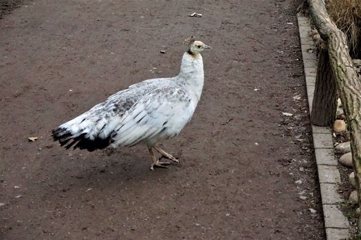 Young white peacock standing on a path in the zoo