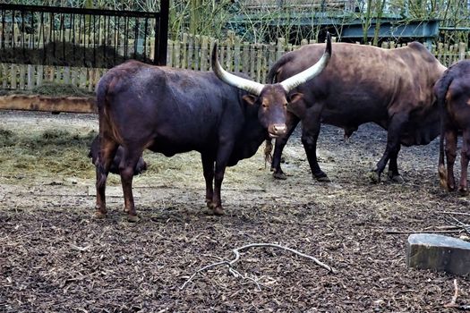 Group of Ankole-Watusi cattle standing and looking in the camera