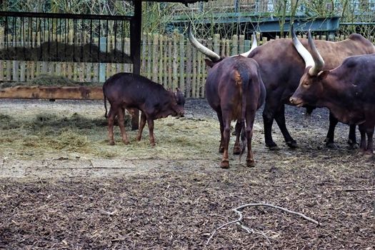 Group of Ankole-Watusi with calf in the zoo