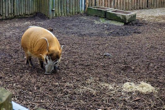 Red river hog in the zoo of Landau, Germany