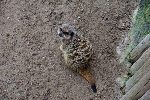 Meerkat sittin in the sand in Landau zoo