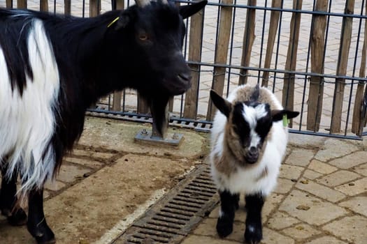 Baby and adult goat standing in front of fence