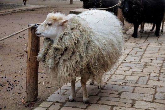 An adult sheep with a lot of wool standing in the zoo