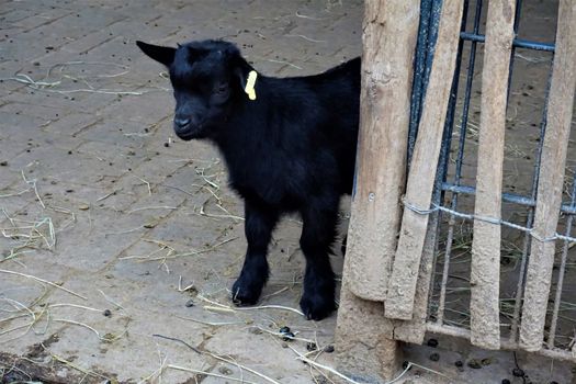 Black baby goat standing and hiding behind a fence