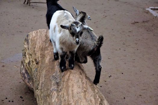 Baby goats standing on a trunk in the zoo