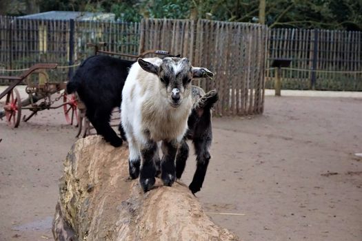 Cute baby goats standing on a trunk in the zoo