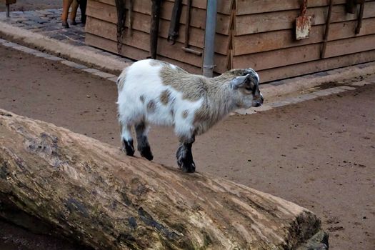 White, brown and black baby goat standing on a trunk