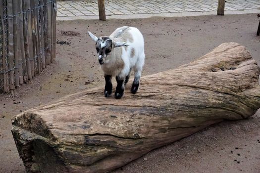 A little baby goat climbing a trunk in the zoo