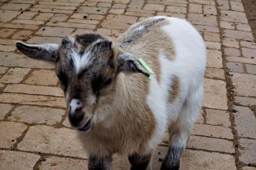 Portrait of a cute baby goat in the zoo