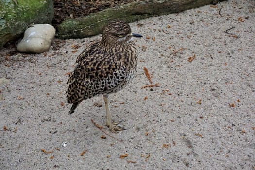 Spotted thick-knee standing on one leg in the sand