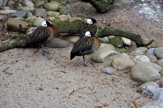 Three white-faced whistling ducks standing in the sand