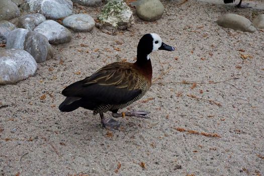 White-faced whistling duck walking in the sand