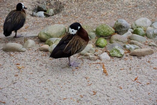 Two white-faced whistling ducks in the zoo standing in the sand