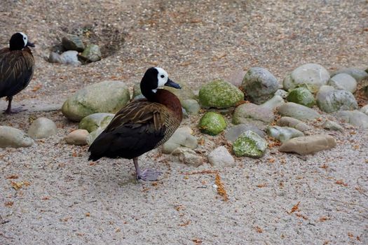 Two white-faced whistling ducks standing in the sand