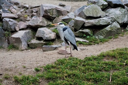 Grey heron standing on a path with meadow and rocks