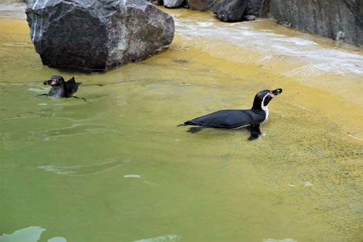 Two Humboldt penguins swimming in a pool