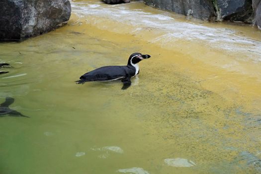 Adult Humboldt penguin chilling in the pool