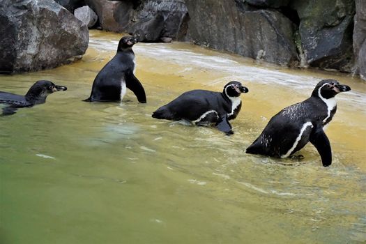 A group of Humboldt penguins walking out of the pool