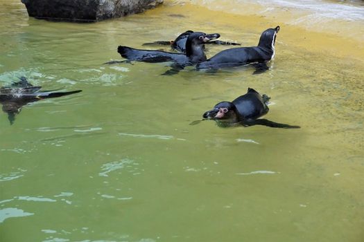 A group of Humboldt penguins swimming in their basin