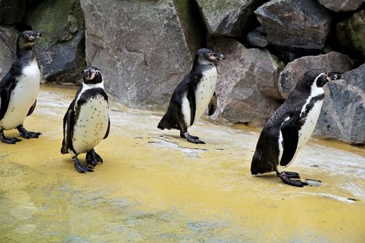 A group of Humboldt penguins walking beside the pool