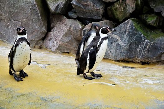 Three Humboldt penguins standing in front of a stone wall