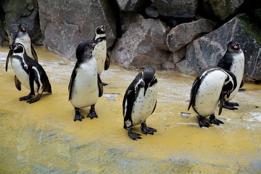 A group of Humboldt penguins standing in front of a stone wall