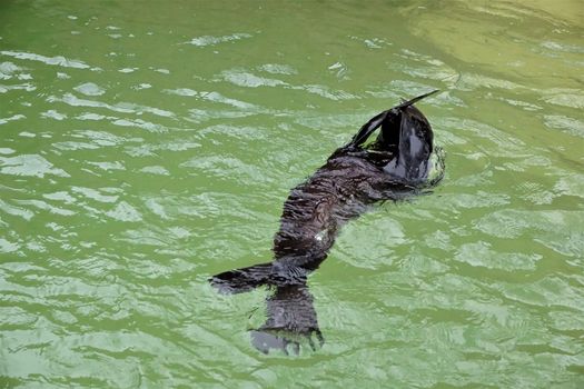 A South American fur seal playing hide and seek in the pool