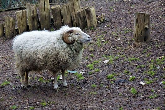 A white Ouessant sheep standing in the mud