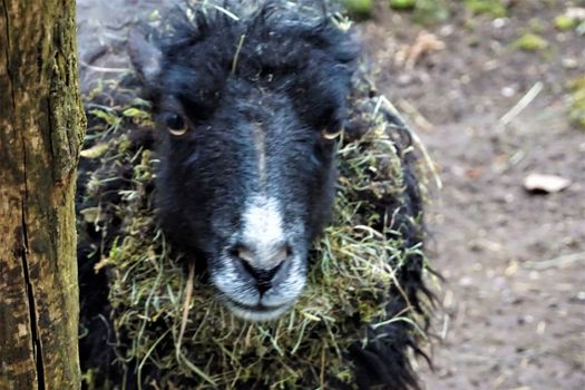 A black Ouessant sheep looking into the camera