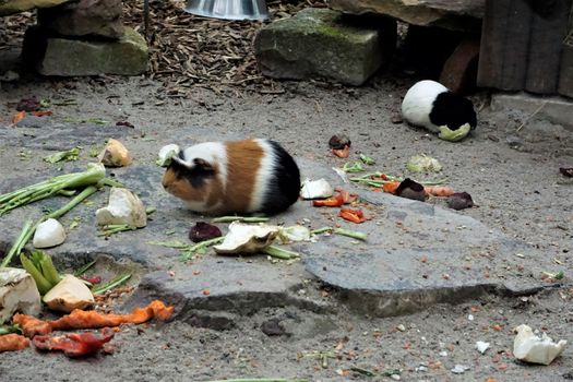 Two Guinea pigs eating some vegetables outside in the sand