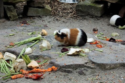 Guinea pigs sitting outside on stone and sand eating vegetables