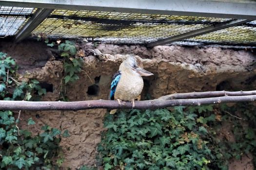 Laughing kookaburra sitting on a branch in front of a wall