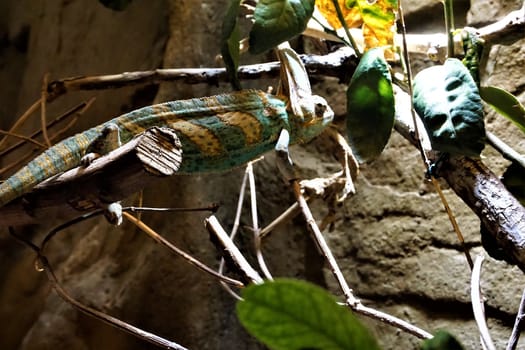 A Veild Chameleon is sitting on a branch