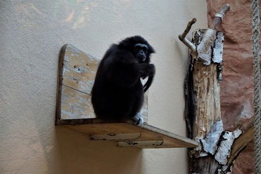 A black lar gibbon sitting and looking thoughtful