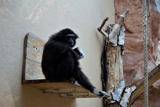 A black lar gibbon scratching its arm