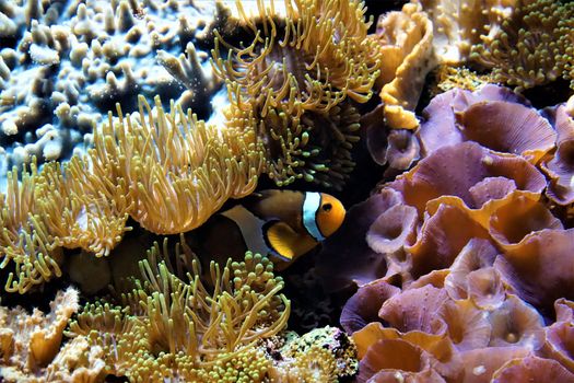 Picture of a clownfish hiding between anemones