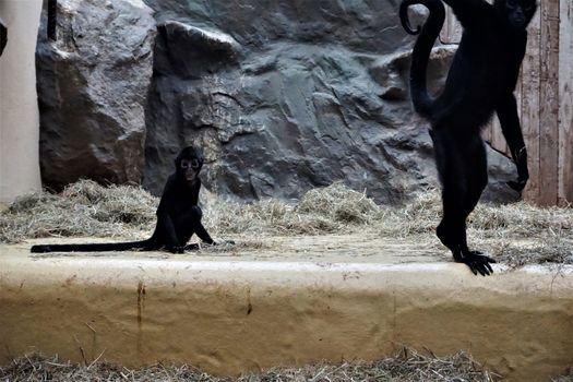 A black-headed spider monkey baby with an adult