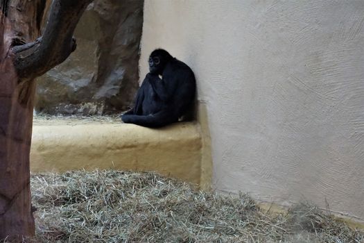 A black-headed spider monkey sitting and looking bored