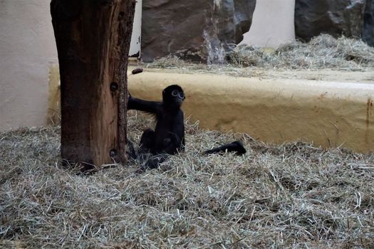 A black-headed spider monkey baby sitting in the straw