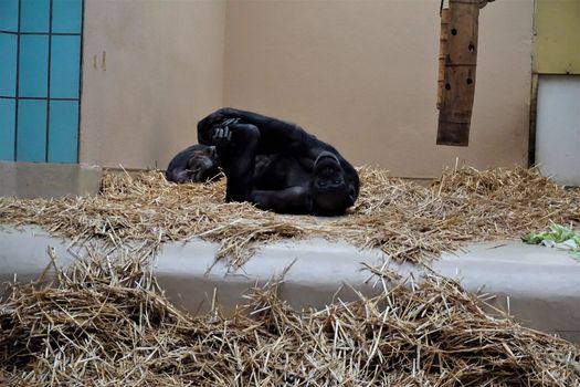 A chimpanzee stretching in the straw and looking funny