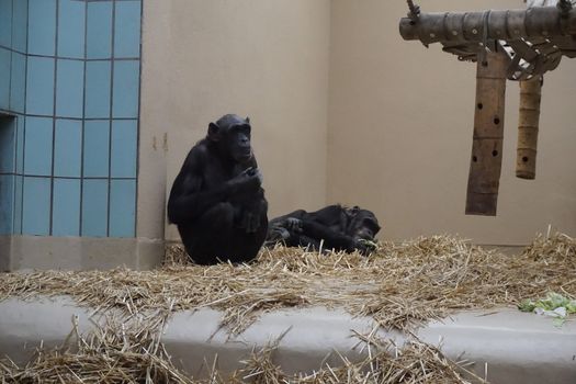 Two chimpanzees sitting and lying in the straw