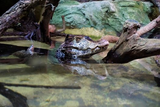 A Cuvier's dwarf caiman looking out of the water