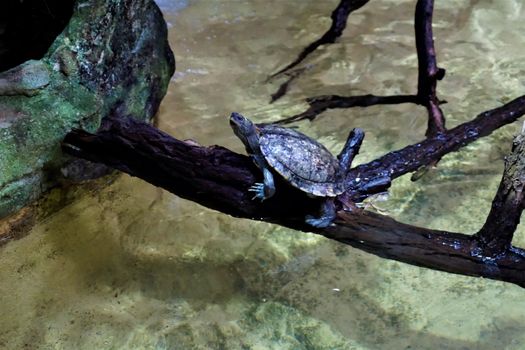 A false map turtle sitting on a branch