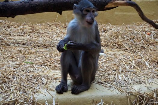 Photo of a sooty mangabey sitting on a stone and eating