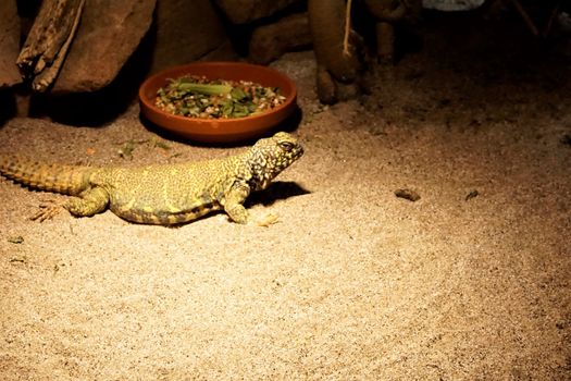 An ornate mastigure in the sand in front of food