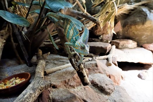 Photo of a veild chameleon looking for food