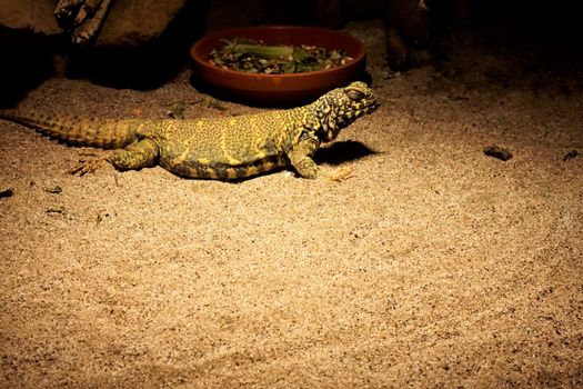 Uromastyx ornata laying in the sand in guarding the food